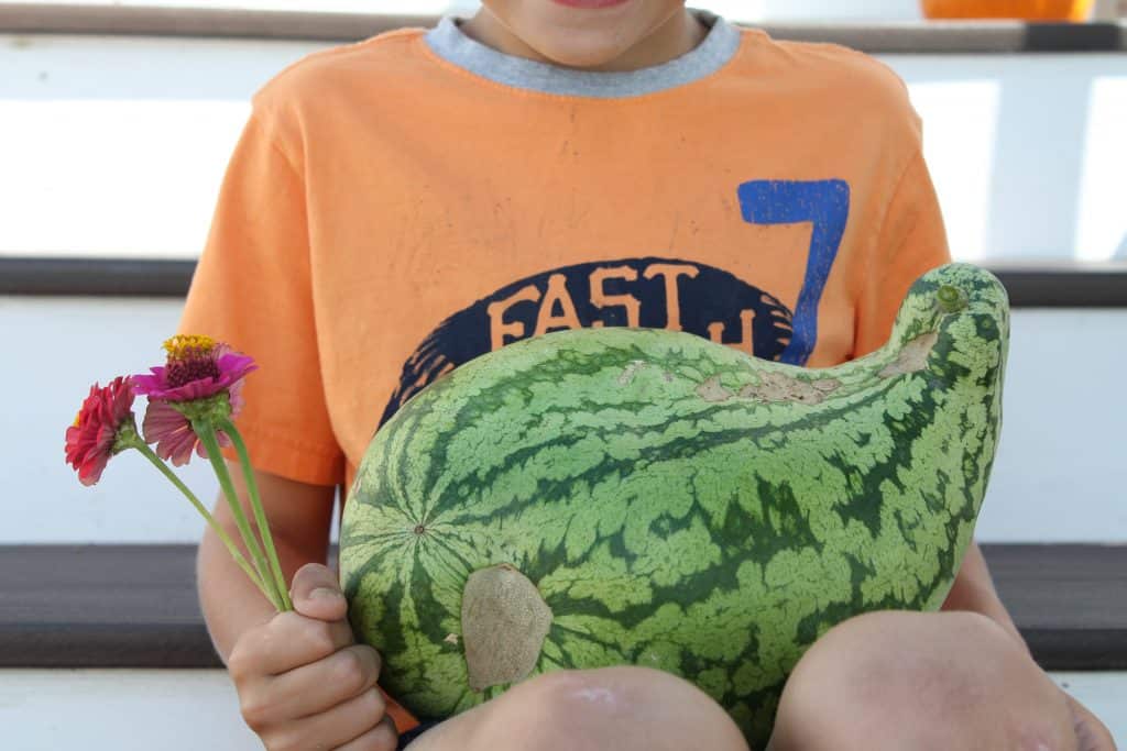 Gardening can be an amazing strategy for picky eaters and it can be done very simply! Learn why and how to set it up so your child tries new foods!