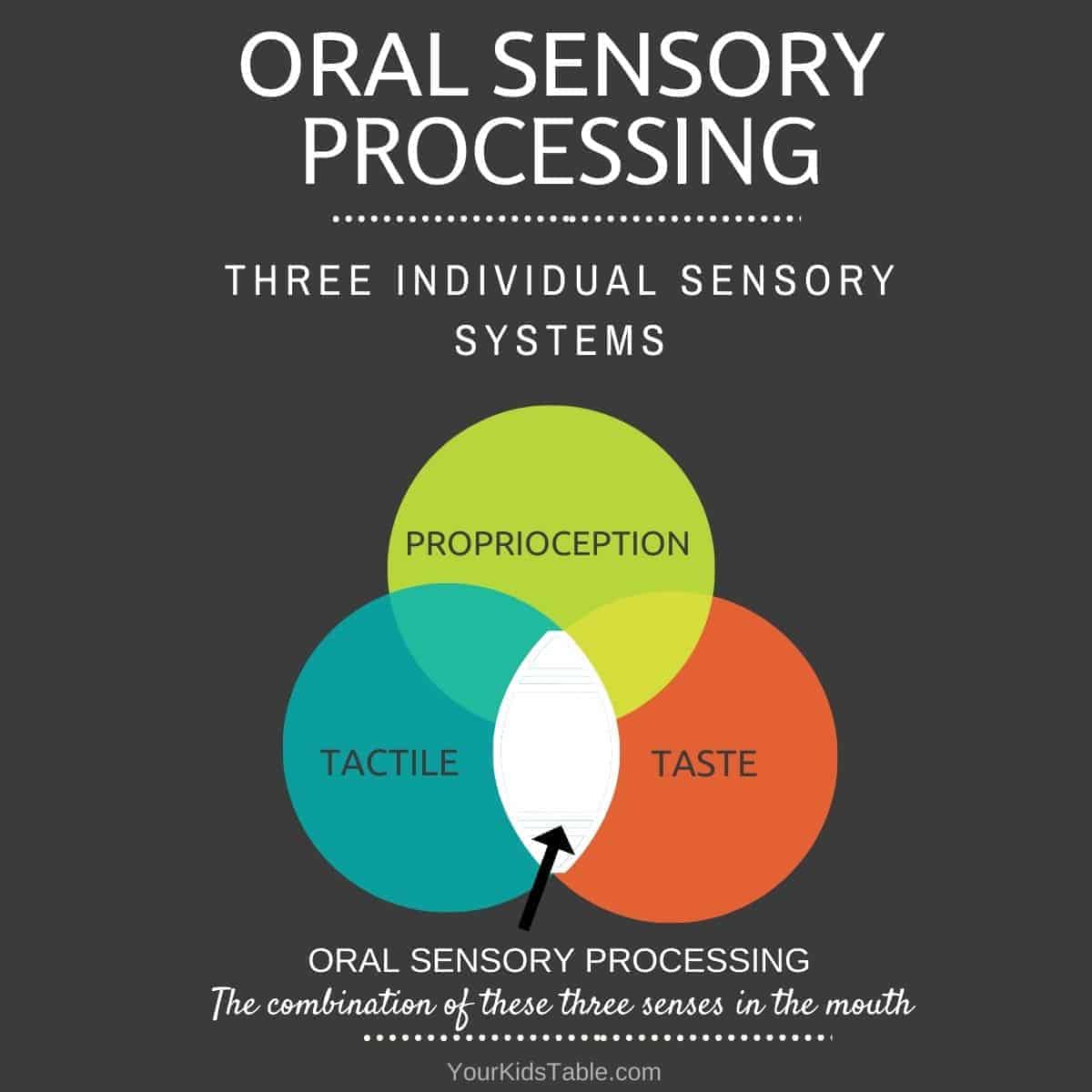 Learn everything you need to know about oral sensory processing: oral sensory seeking activities, sensory diet ideas, calming benefits for picky eaters, sensory seekers and sensory sensitivities!